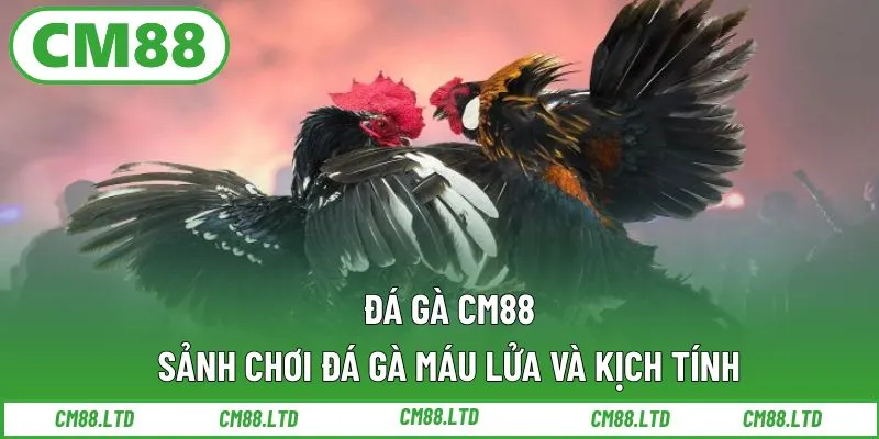 Đá Gà CM88 – Sảnh Chơi Đá Gà Máu Lửa Và Kịch Tính