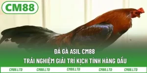 Đá Gà Asil CM88 – Trải Nghiệm Giải Trí Kịch Tính Hàng Đầu