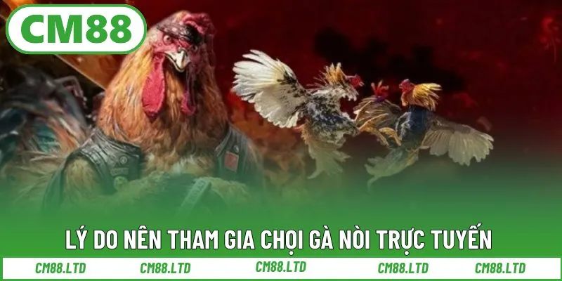 Lý do nên tham gia chọi gà nòi trực tuyến